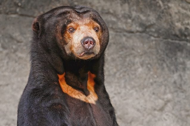 Un esemplare di orso malese, nel quale è ben evidente la macchia color arancio sul petto