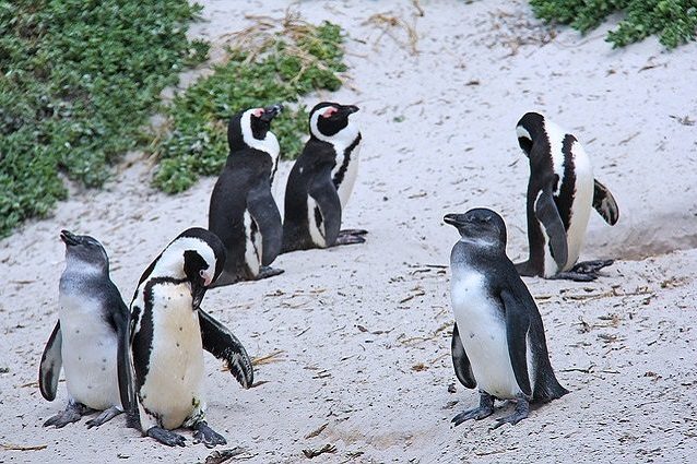 pinguino africano