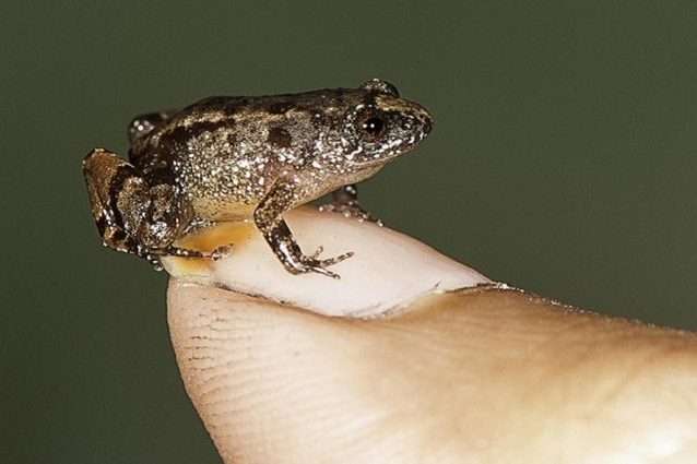 Le dimensioni sorprendenti di una delle 7 nuove specie scoperte