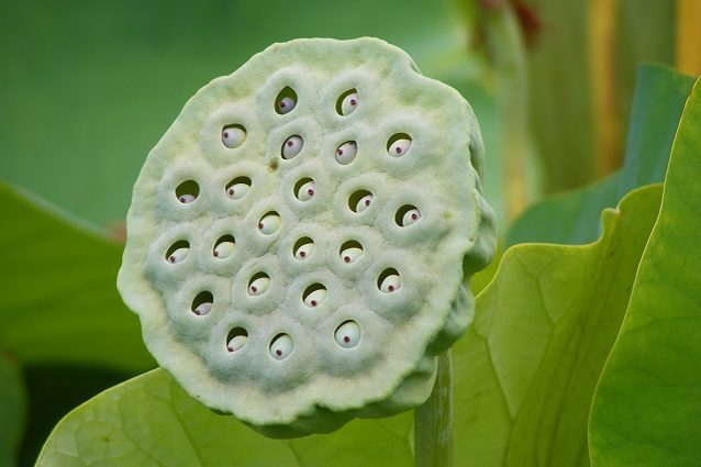 tripofobia cover