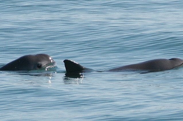 vaquita