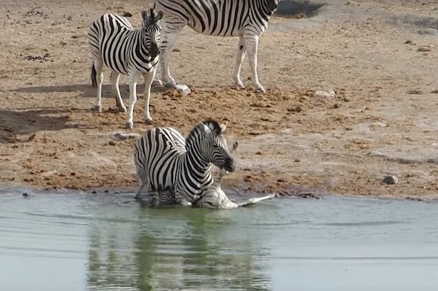 La zebra maschio tenda di annegare il puledro