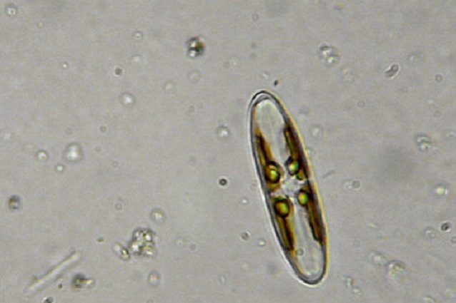 diatomea