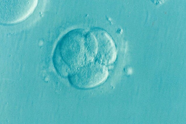 embryo-1514192_960_720