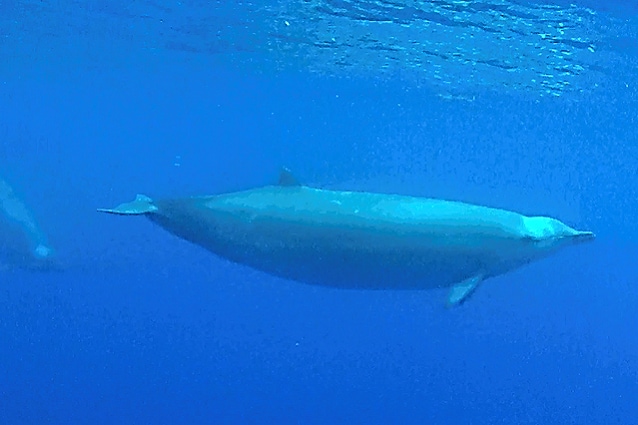 Filmati per la prima volta sott’acqua i mesoplodonti di True: che cetacei sono?