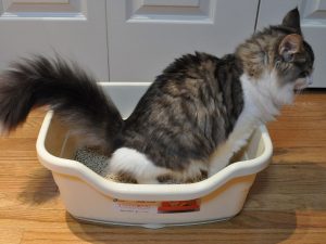 gatto-cacca