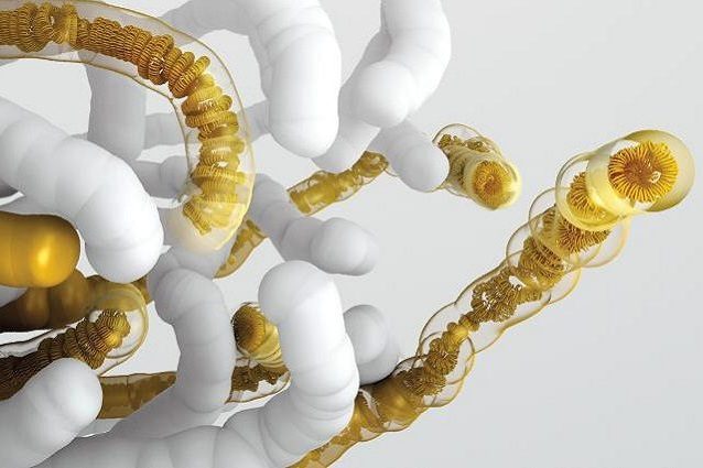 genoma