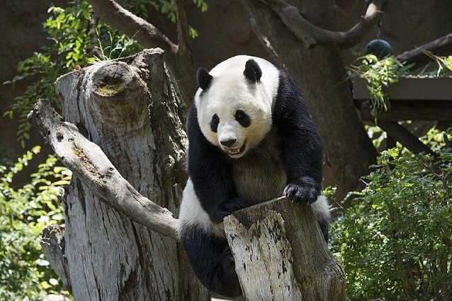 panda