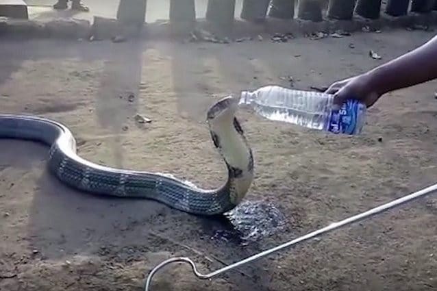 serpente beve