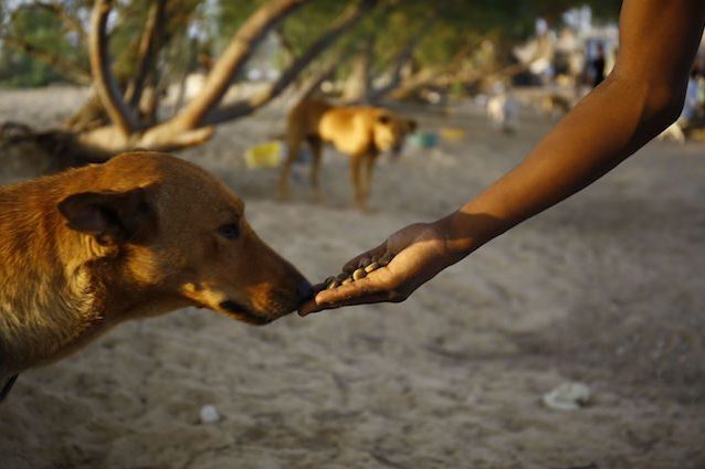 Chi dà cibo ad un cane randagio, ne è responsabile: la pericolosa sentenza della Cassazione