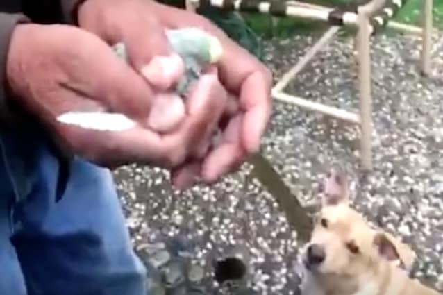 Quel momento in cui vuoi liberare un uccellino, ma il tuo cane ha altri piani in mente