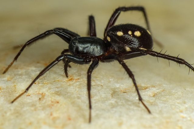 Zodariidae-Habronestes