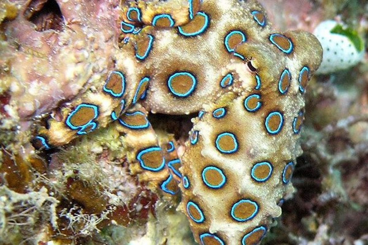 Gli 11 animali più pericolosi al