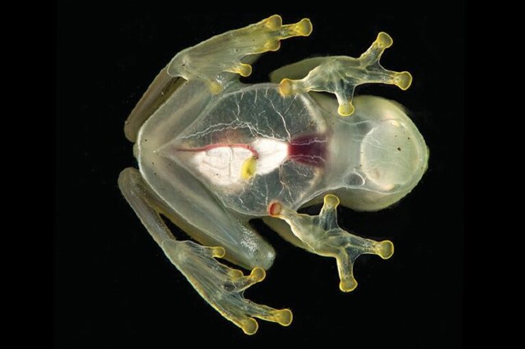 Immagine
