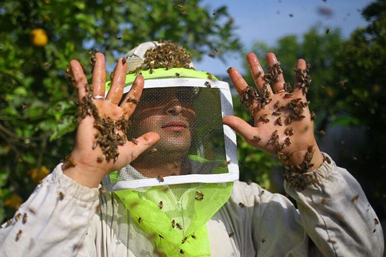 Apicoltore alle prese con uno sciame d'api (Getty).