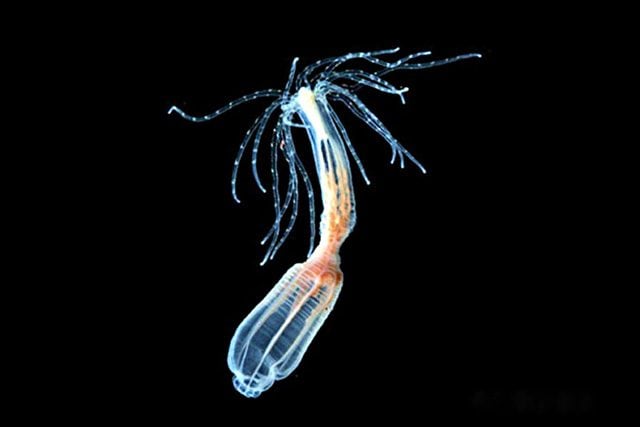 L’anemone Nematostella con capacità di rigenerarsi: credit University of Florida e Whitney Lab per Marine Bioscience