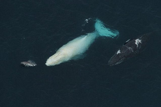 Credit: White Whale Research Center