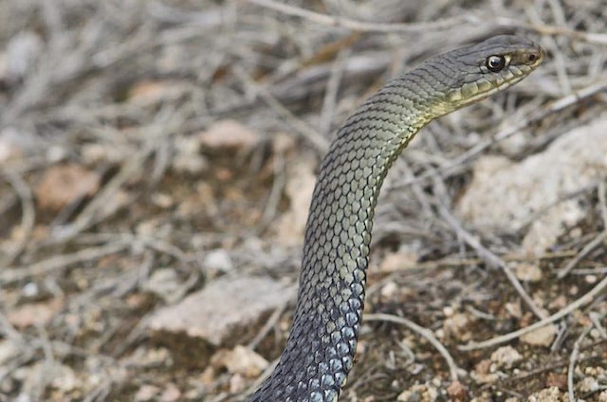 chi-il-raro-serpente-colubro-lacertino-trovato-per-caso-a-modena-e