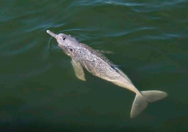 Inia araguaiaensis: Credit Gabriel Medo–Santos