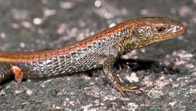 Riolama inopinata: credit Philippe Kolk