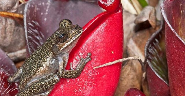 Tepuhyla oscura: Credit Philippe Kolk