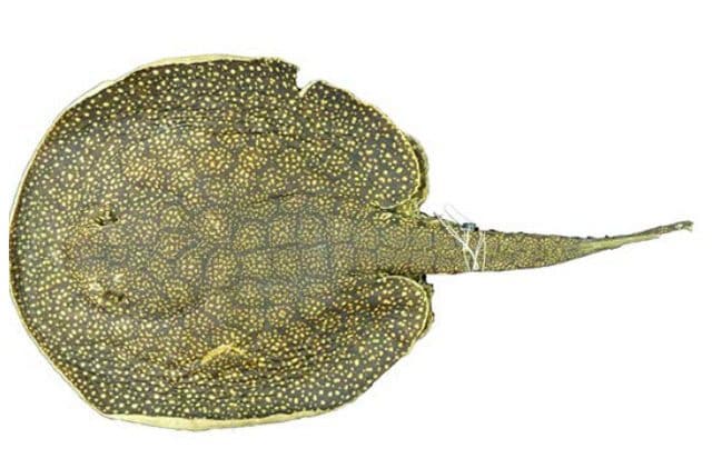 Potamotrygon limai: Credit Joao Pedro Fontenelle de Araujo Freire da Silva