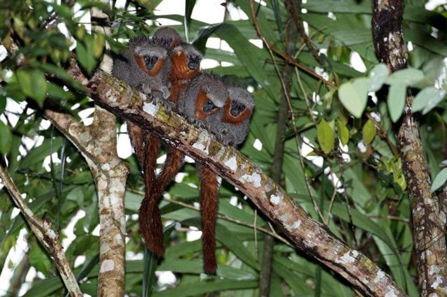 Callicebus miltoni: credit Rabo de Fogo