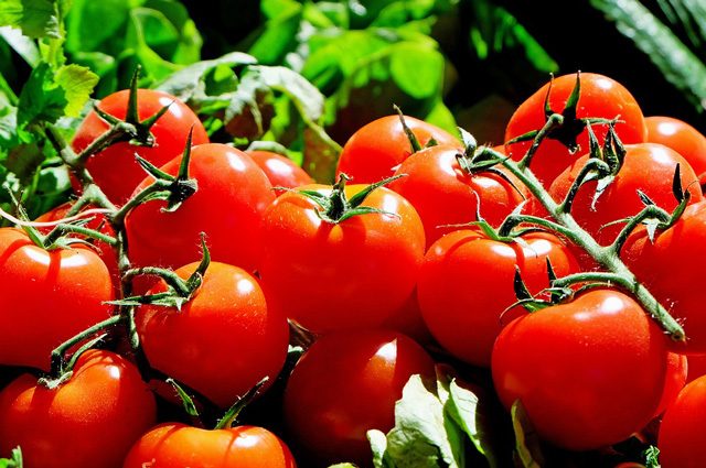 Pomodori 'fluorescenti' utilizzati come carburanti: nuovi nanomateriali low cost