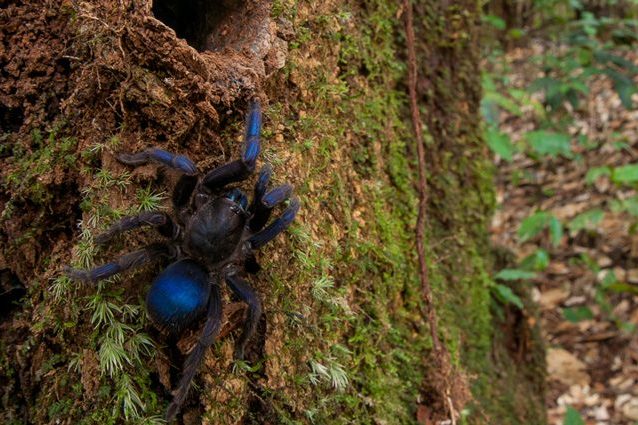 Una tarantola blu e altri 30 nuovi animali vivono in un paradiso ‘segreto’ nella Guyana