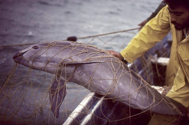 Un esemplare di vaquita intrappolato in una rete da pesca. Resta solo una decina di esemplari in vita di questa specie di cetaceo.