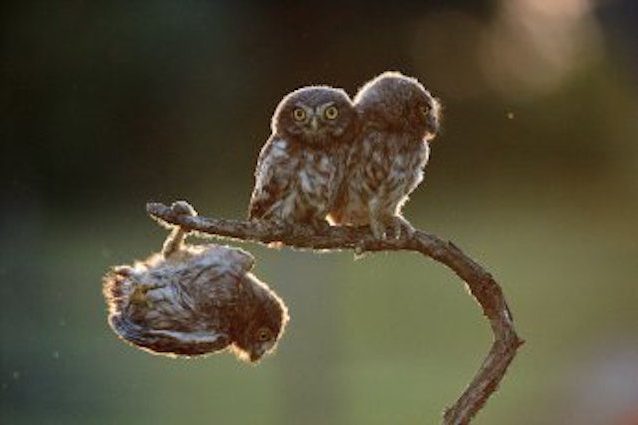 VINCIORE 2017 "Help" di Tibor Kercz. © Tibor Kercz/Comedy Wildlife Photo Awards
