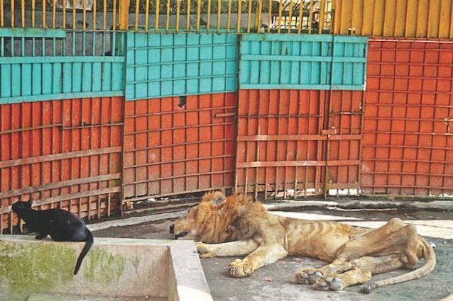 Foto di Animal Peace