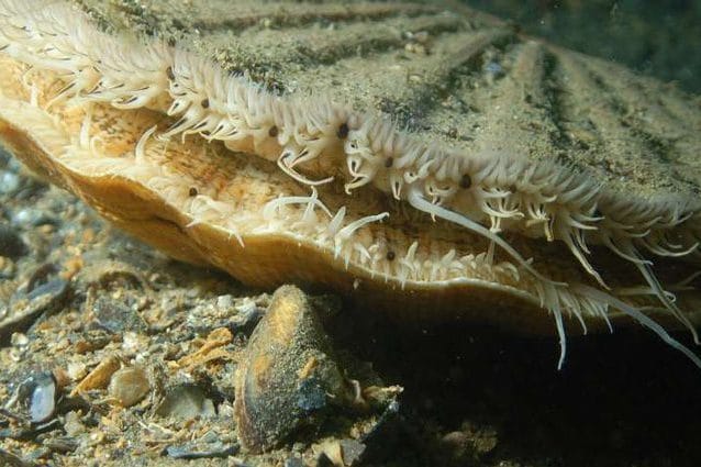 Credit: Ceri Jones, Haven Diving Services