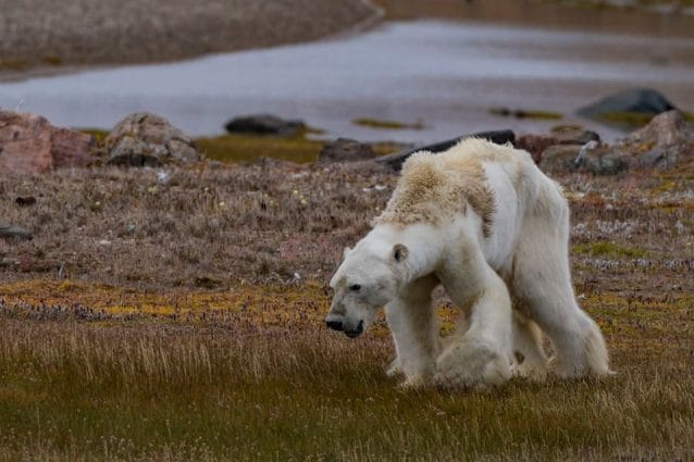 Credit: Paul Nicklen