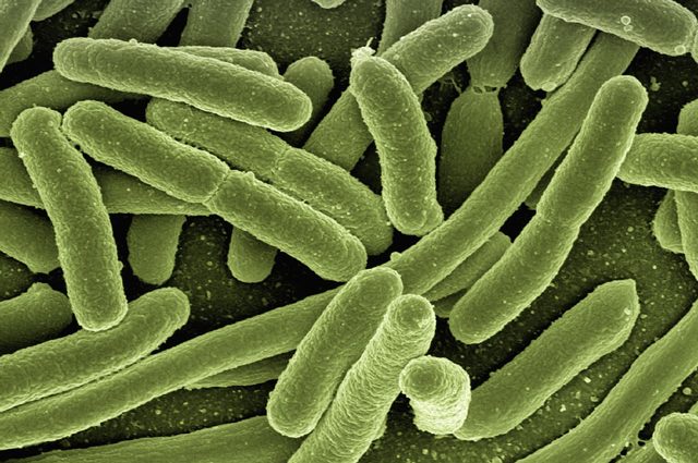 Batteri resistenti agli antibiotici infettano 500mila persone: l'OMS lancia l'allarme