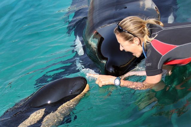 L’orca Wikie con sua figlia