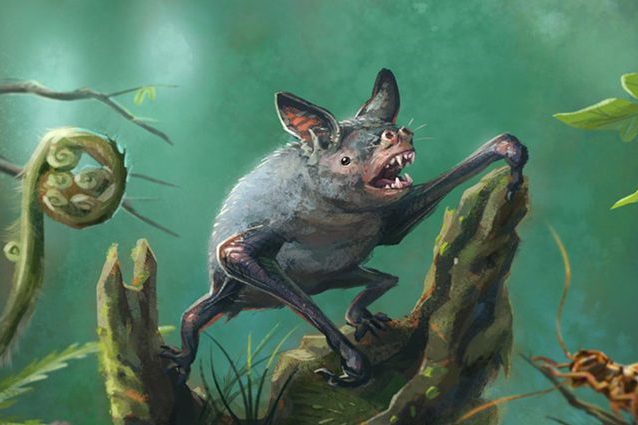 Illustrazione del Mystacina robusta, un pipistrello scavatore moderno. Gavin Mouldey