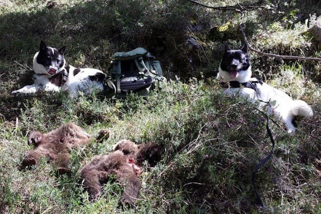 Chi è l’orso bruno che ha ucciso due cuccioli e la loro madre in Trentino e perché l’ha fatto