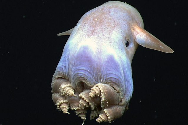 Foto da Wikipedia