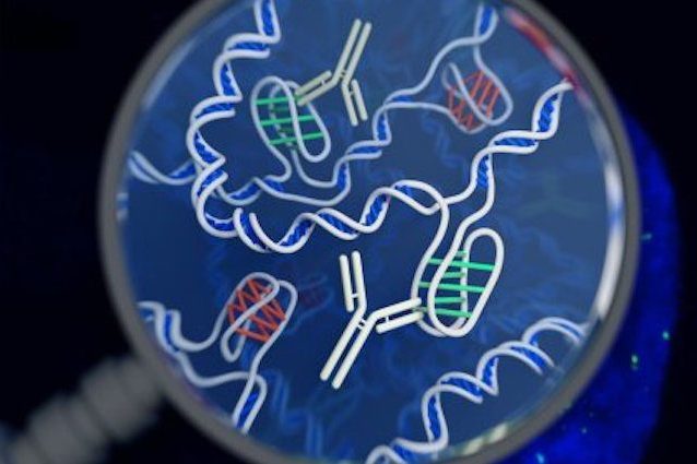 Il DNA ha una nuova forma, i-motif: scoperto un ‘nodo intrecciato’ di 4 filamenti