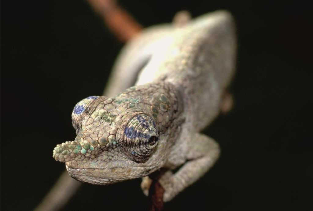 Calumma juliae – Foto di Frank Glaw and David Prötzel
