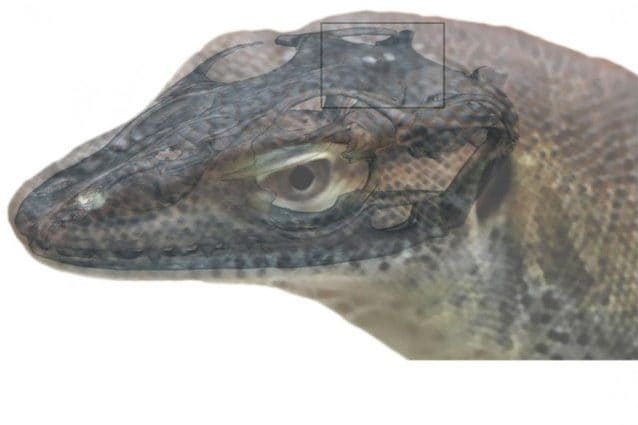 Credit: Senckenberg Gesellschaft für Naturforschung / Andreas Lachmann / Digimorph.org