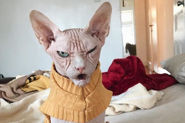 Sphynx Il Felino Nudo Tutto Sulla Razza Di Loki Il Gatto Più