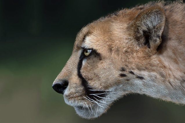 Ricostruzione di Acinonyx pardinensis. Credit: Dawid Adam Iurino