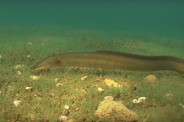 Credit: Underwater Ireland–Youtube