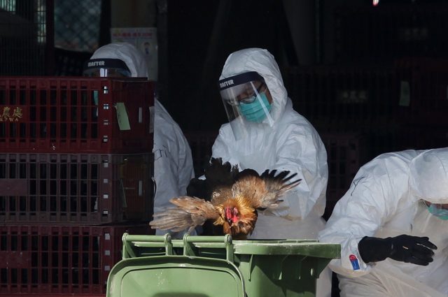 Segnalati in Russia i primi 7 casi di influenza aviaria H5N8 nell'uomo: sono allevatori di polli