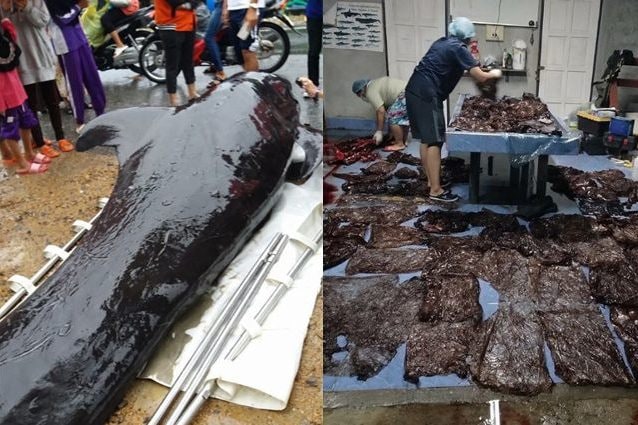 Balena pilota uccisa da 80 sacchi di plastica nello stomaco: morta tra atroci sofferenze