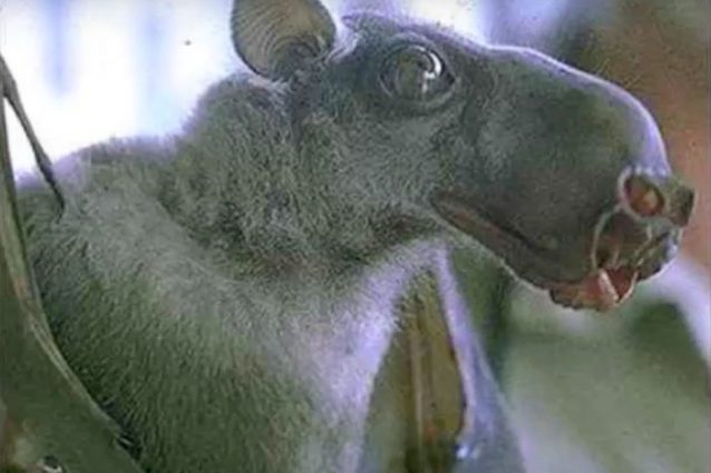 Un esemplare di Hypsignathus, meglio noto come Pipistrello dalla testa a martello. Foto di repertorio. Credit: dzvero007, YouTube.