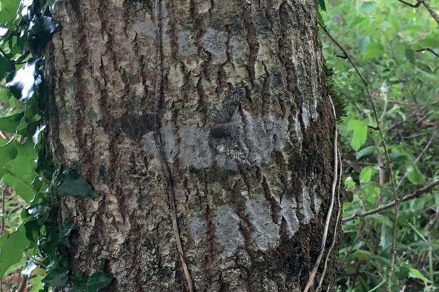 La verità sul mito delle falene di Darwin cos'è e perché l