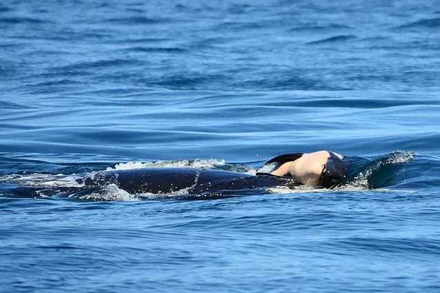 Credit: Michael Weiss, Center for Whale Research